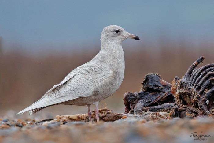 Iceland Gull
