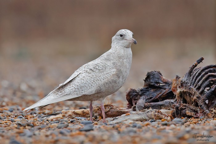 Iceland Gull