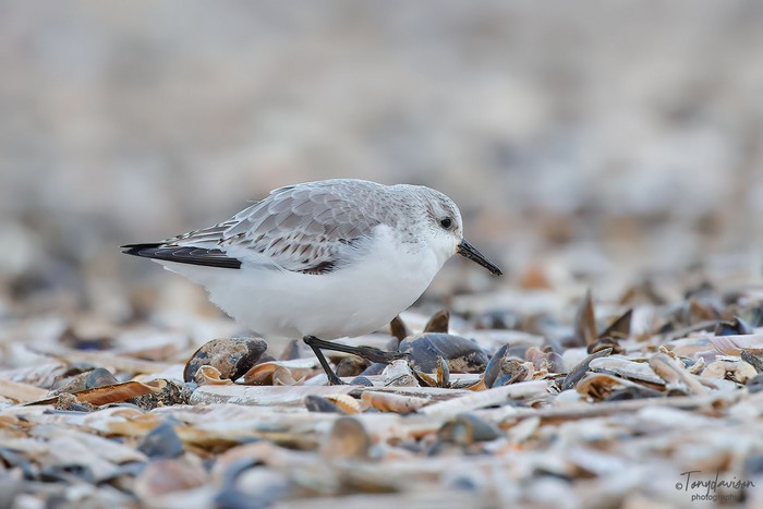Sanderling