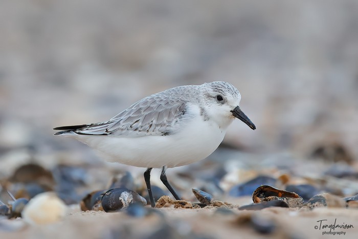 Sanderling