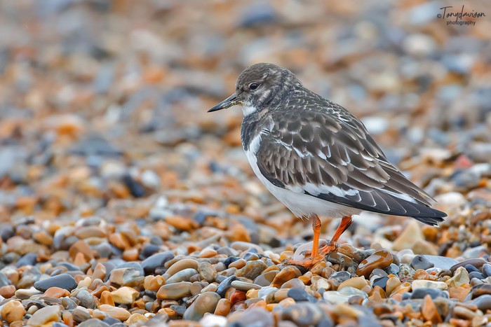 Turnstone