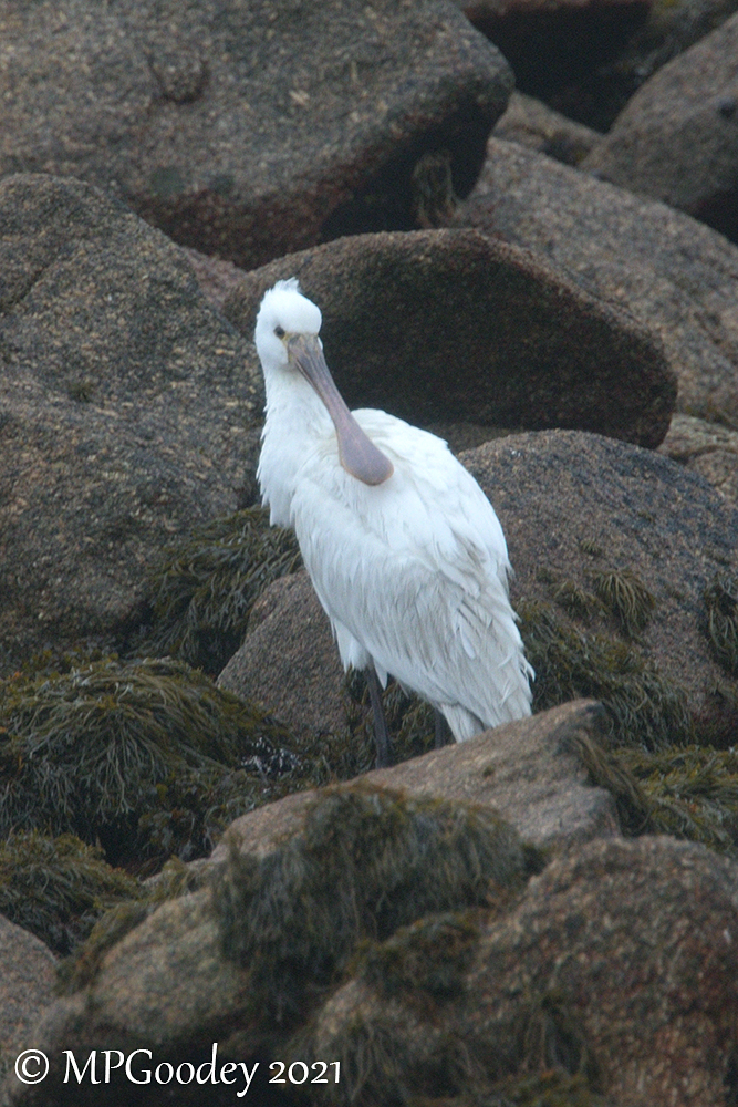 Spoonbill
