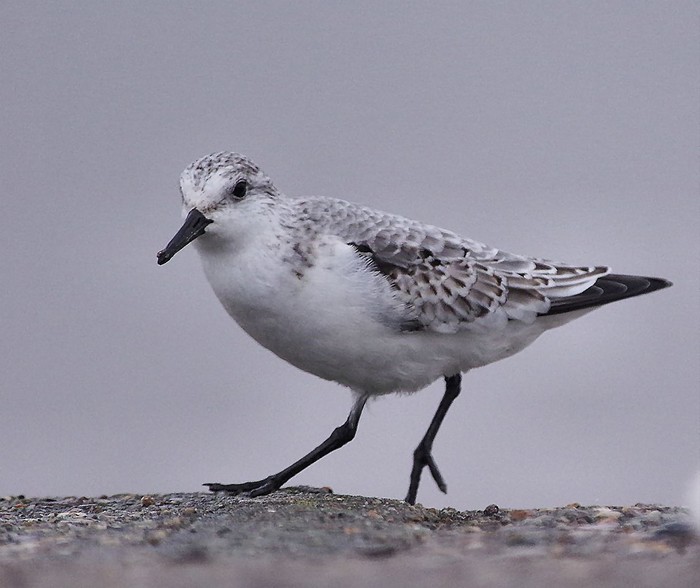 Sanderling