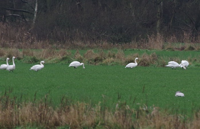 Bewick's Swan