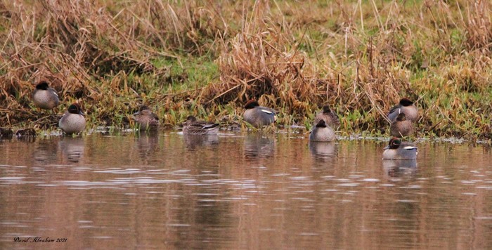 Green-winged Teal