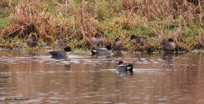 Green-winged Teal