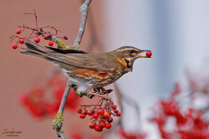 Redwing