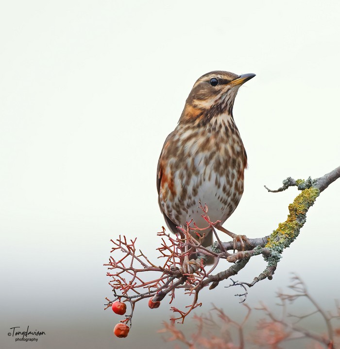 Redwing