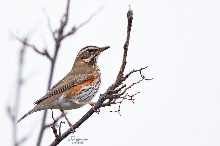 Redwing