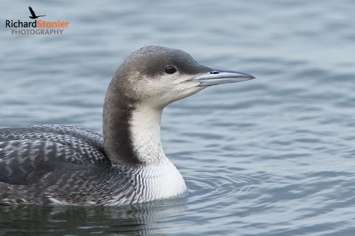 Pacific Diver