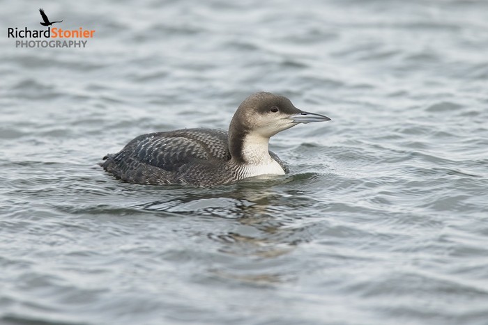 Pacific Diver