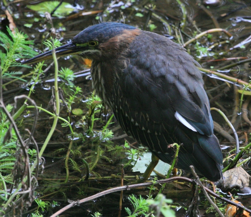 Green Heron