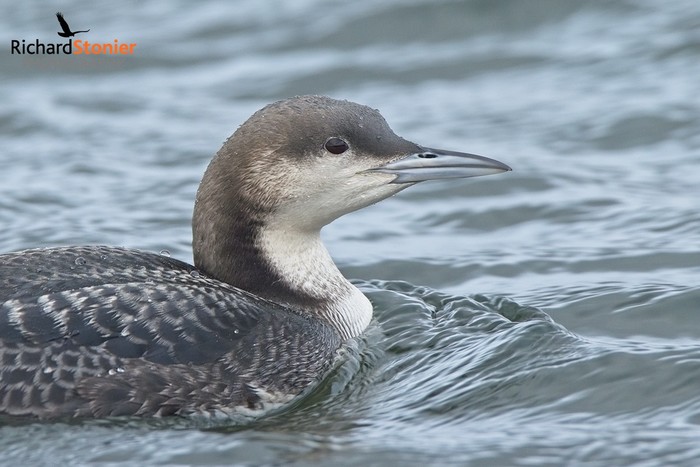 Pacific Diver