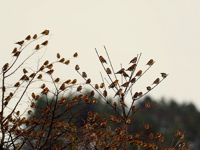 Brambling