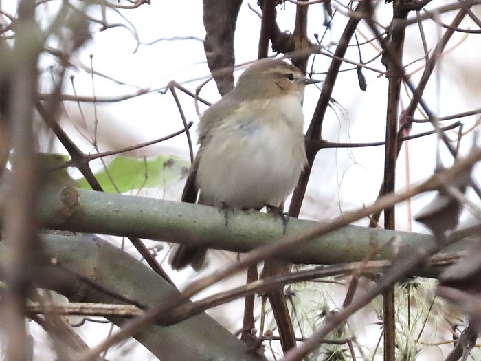 Siberian Chiffchaff