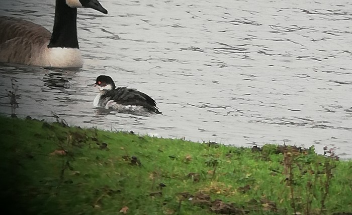 Black-necked Grebe