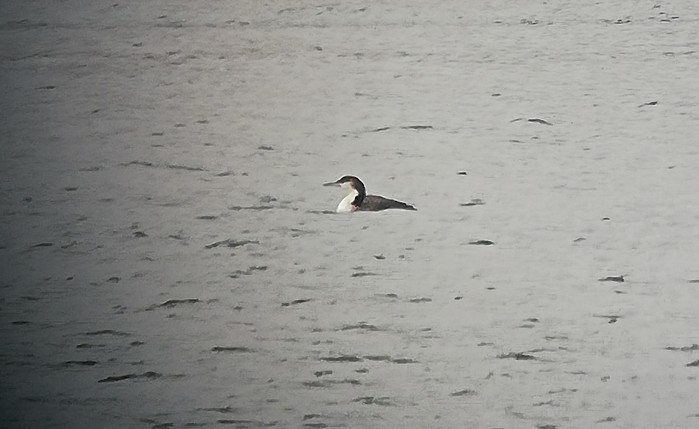 Great Northern Diver