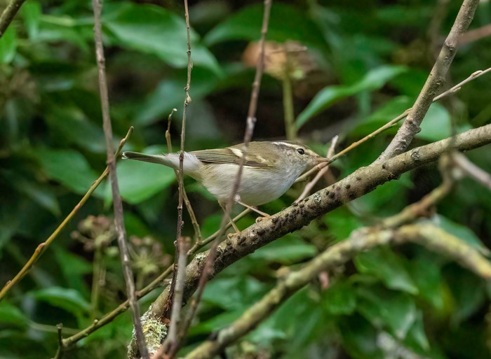 Yellow-browed Warbler