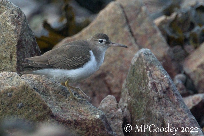 Spotted Sandpiper