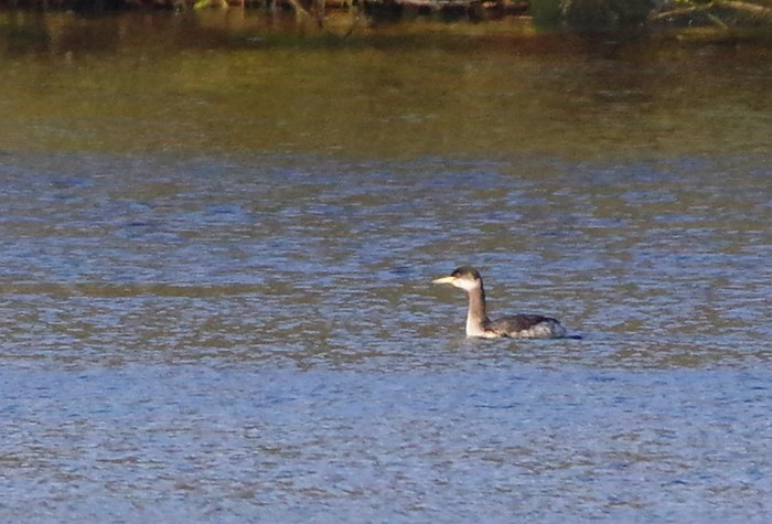 Red-necked Grebe