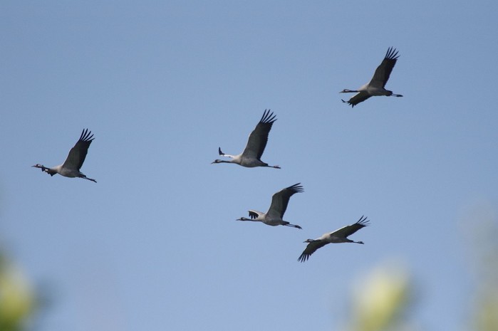Common Crane
