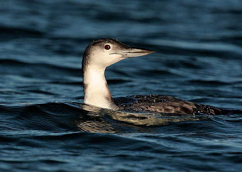 Great Northern Diver