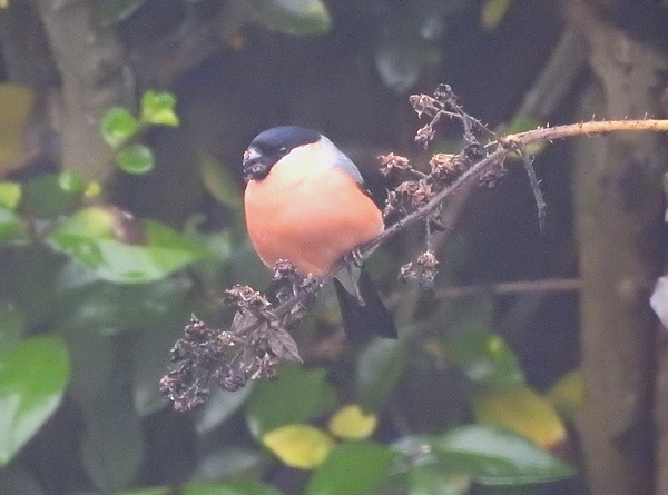 Bullfinch