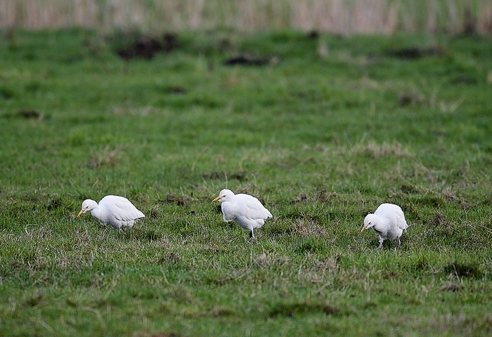 Cattle Egret
