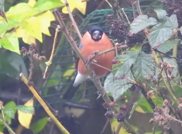 Bullfinch