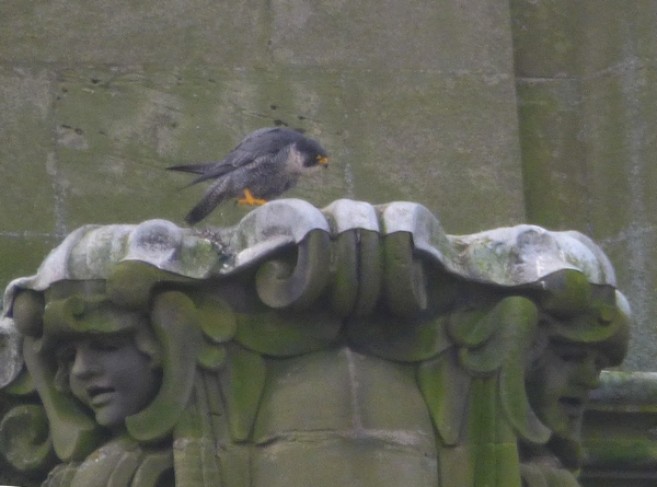 Peregrine