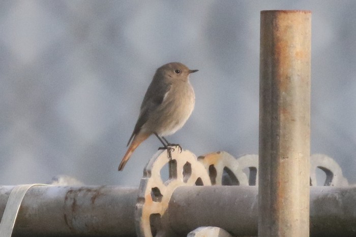 Black Redstart