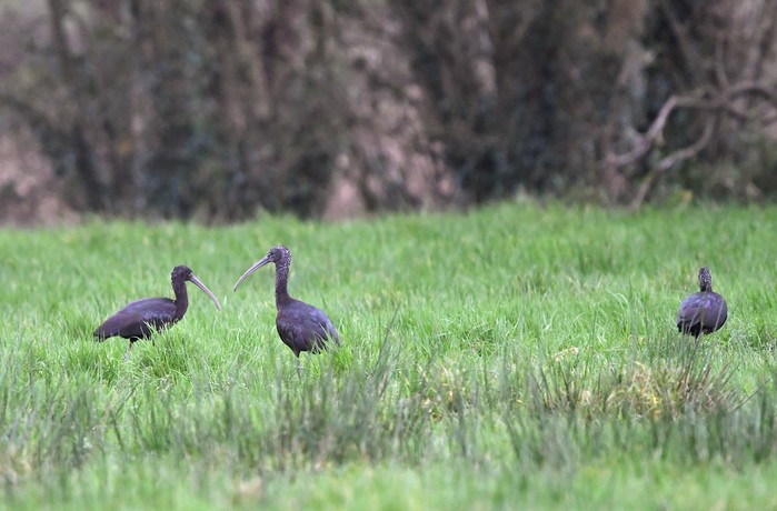 Glossy Ibis
