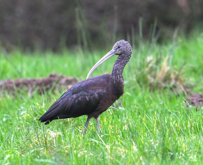 Glossy Ibis