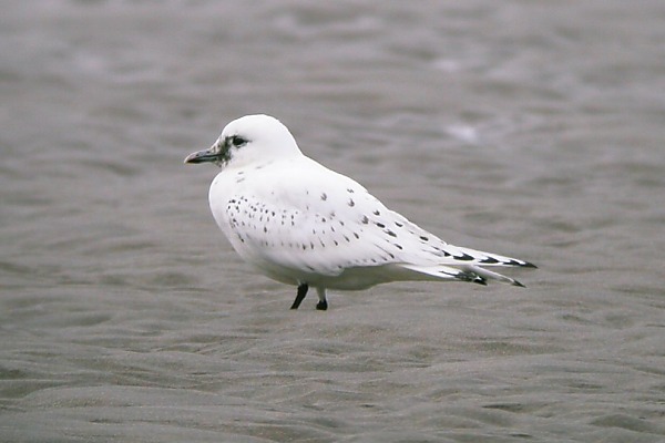 Ivory Gull