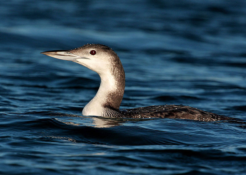 Great Northern Diver