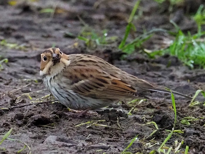 Little Bunting