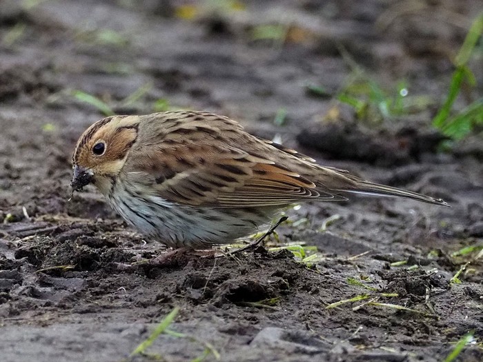 Little Bunting