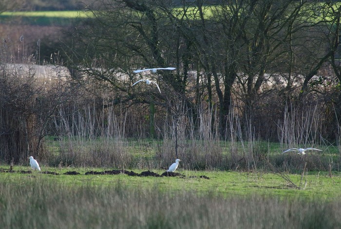 Cattle Egret