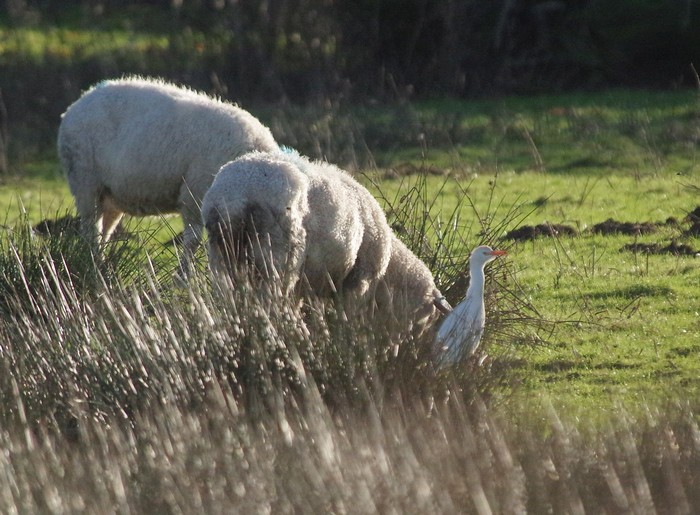 Cattle Egret