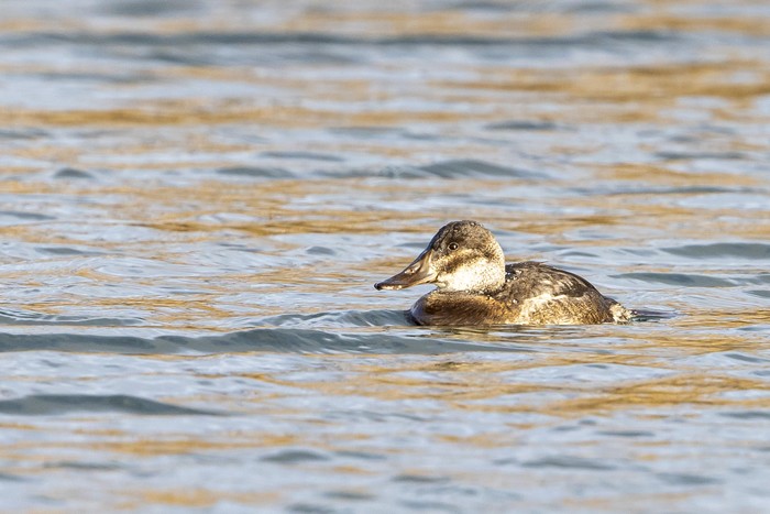 Ruddy Duck