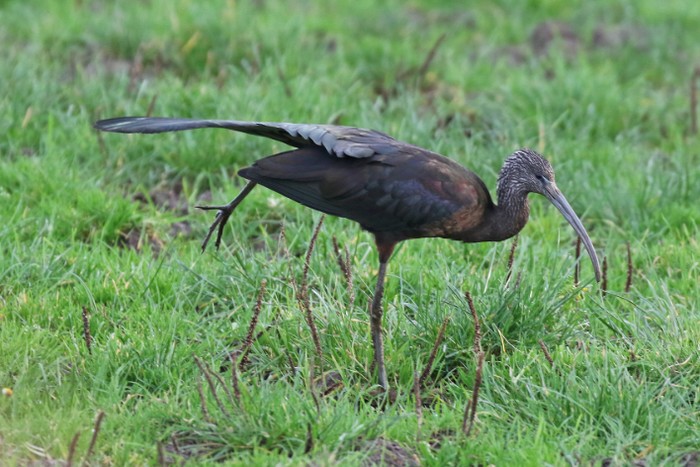 Glossy Ibis
