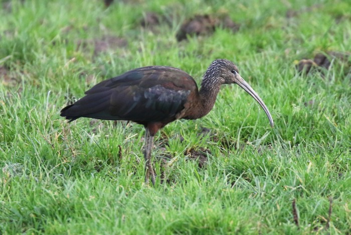 Glossy Ibis