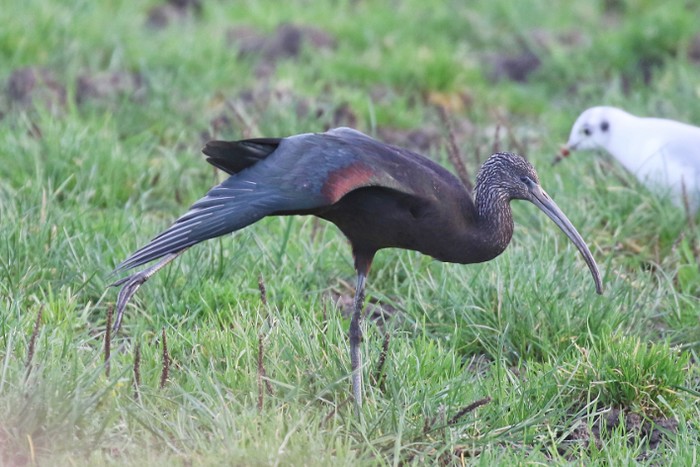 Glossy Ibis