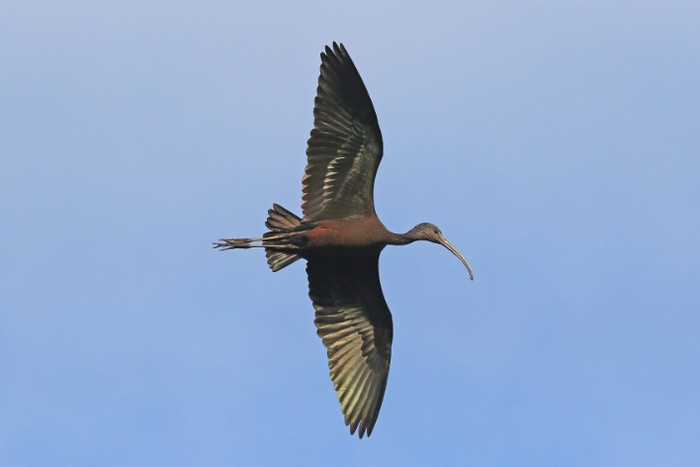 Glossy Ibis