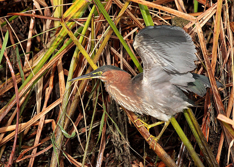 Green Heron