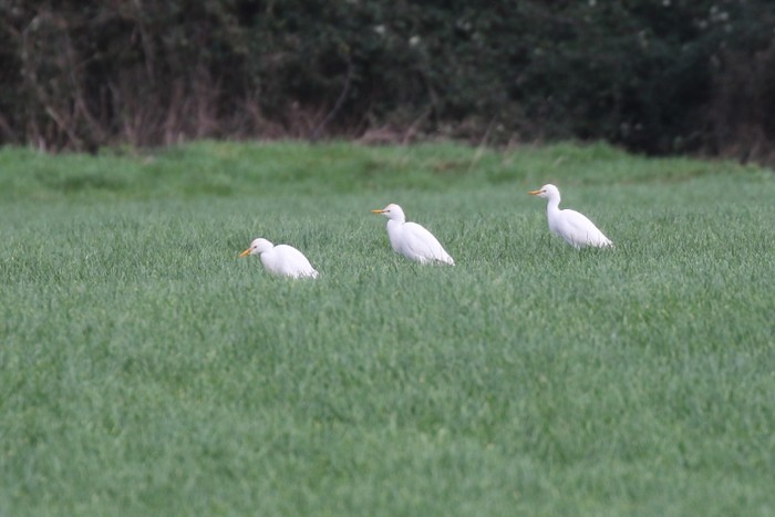 Cattle Egret