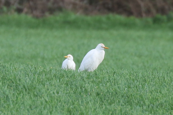 Cattle Egret