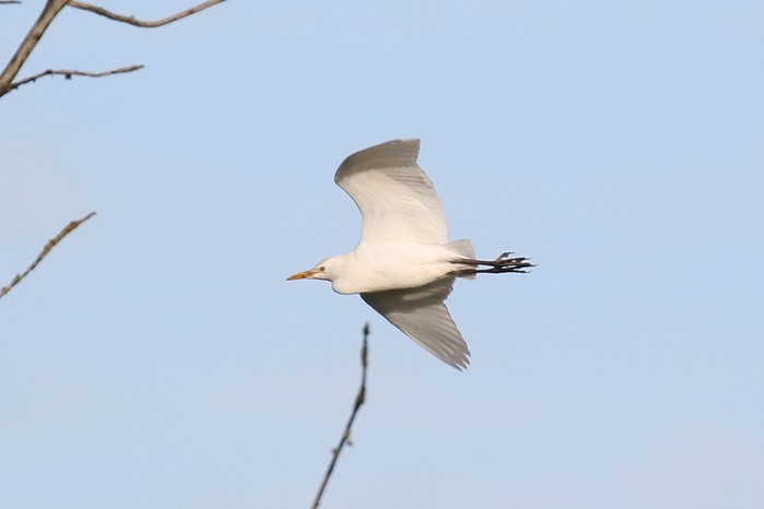 Cattle Egret