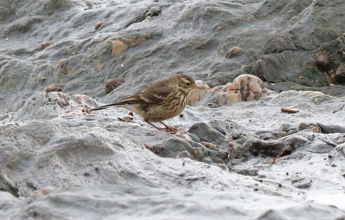 American Buff-bellied Pipit