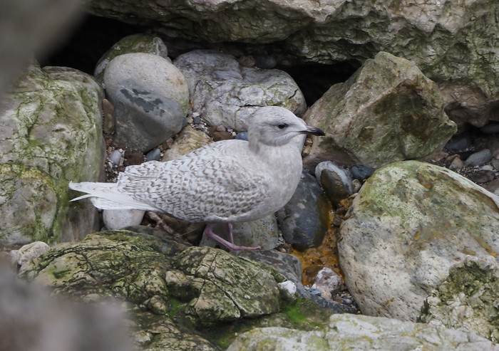 Iceland Gull